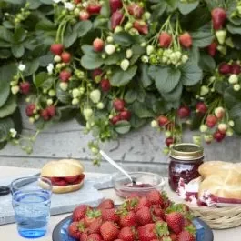 Reichtragende Erdbeere (Fragaria ananassa) Impulse Delizz