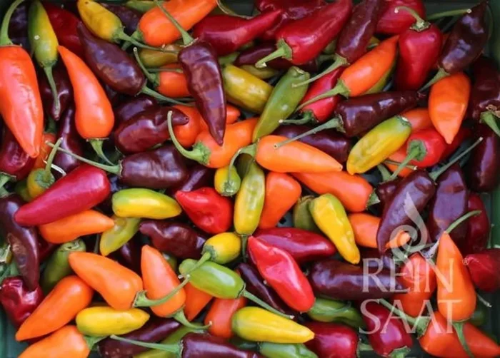 ReinSaat Chili Mix hot