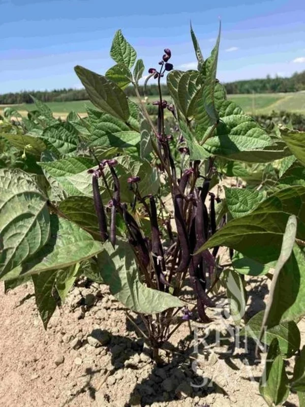 ReinSaat Fisole „Purple Queen“