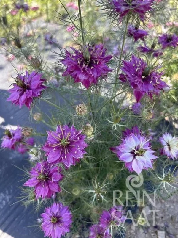 ReinSaat Schwarzkümmel (Nigella) – Mulberry Rose