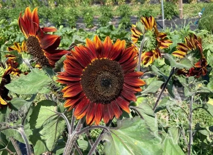 ReinSaat Sonnenblume „Chocolate Cherry“