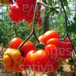 Reisetomate – Fleischtomate