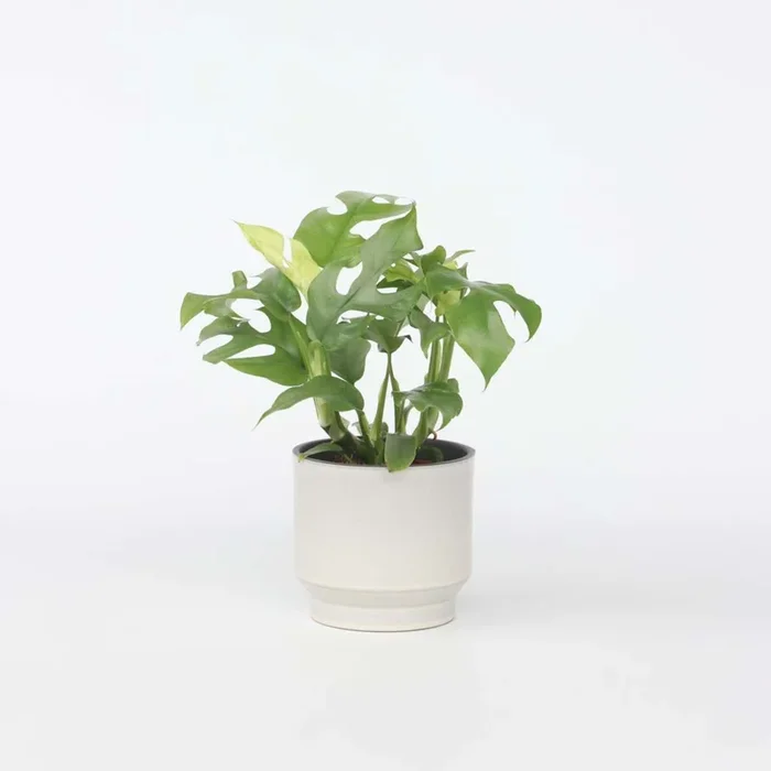 Rhaphidophora tetrasperma – Monstera minima