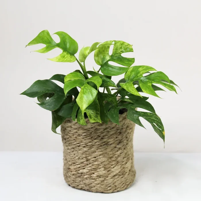 Rhaphidophora Tetrasperma Mint – (Monstera Minima Mint)