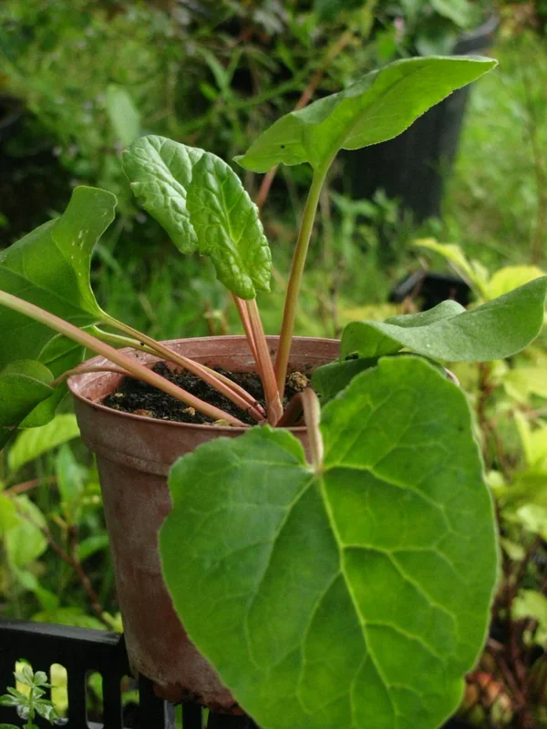 Rhapontik-Rhabarber, Sibirischer Rhabarber – Rheum rhaponticum