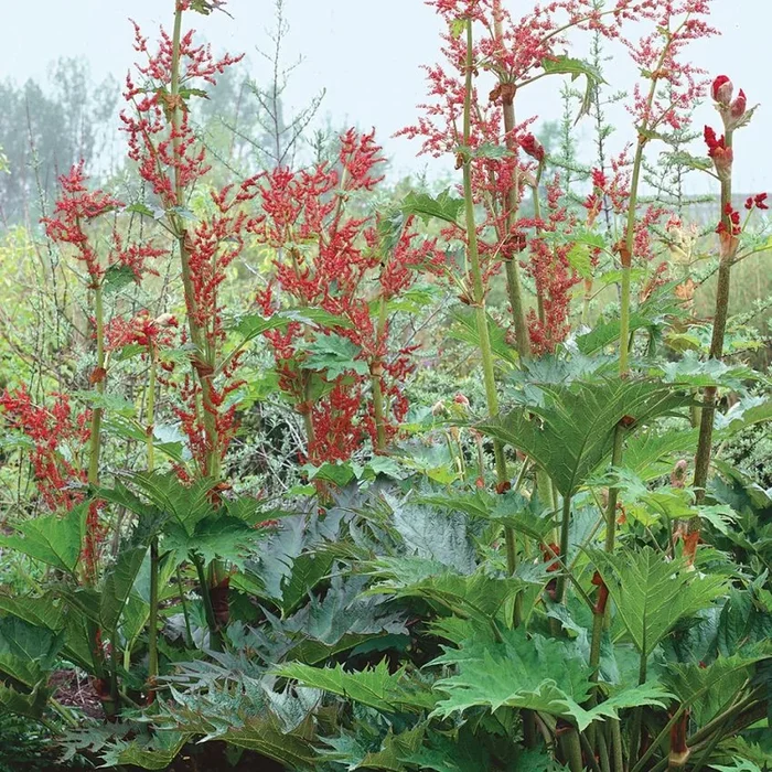 Rheum palmatum var. tanguticum