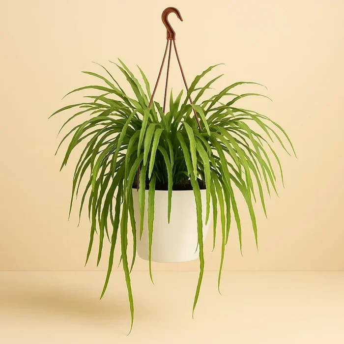 Rhipsalis Holviana – 60cm