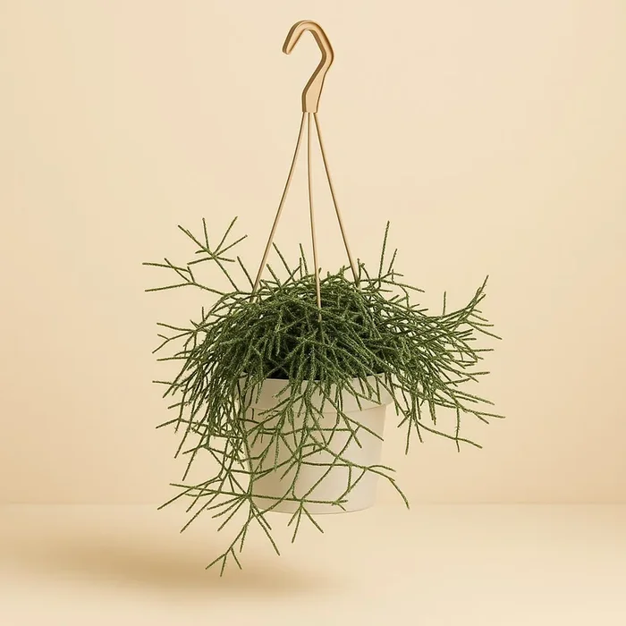 Rhipsalis Pilocarpa – 50cm