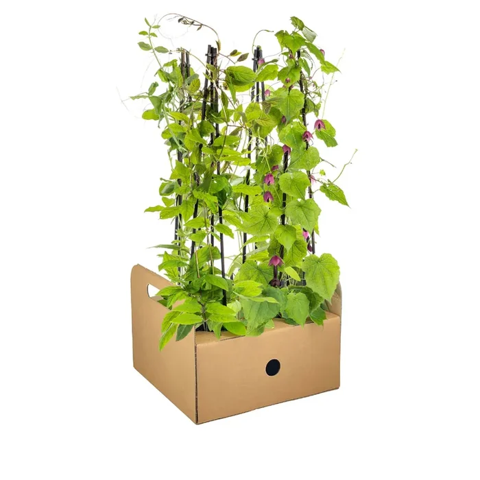 Rhodochiton, Cobaea, Lathyrus, Ipomoea – Kletterpflanzenmix