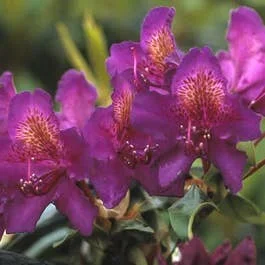 Rhododendron (Rhododendron ‚Marcel Menard‘)