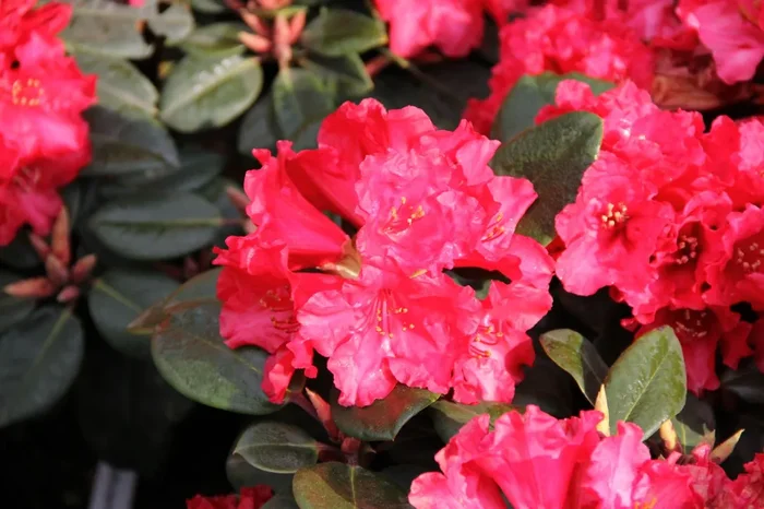 Rhododendron williamsianum ‚Tromba‘ (Azalee)