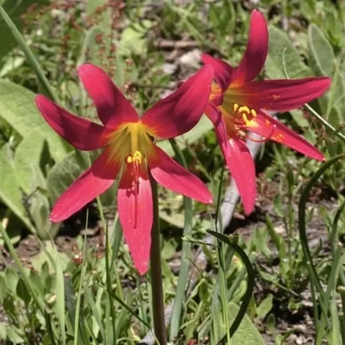 Rhodophiala Araucana