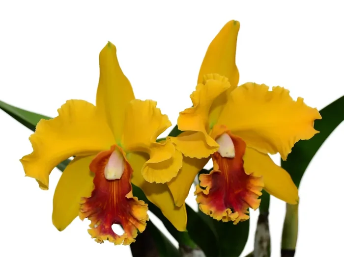 Rhyncholaeliocattleya El Cisne