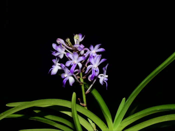 Rhynchorides Rachael Brick ‚Shountemo‘ (10 cm Ampeltopf)