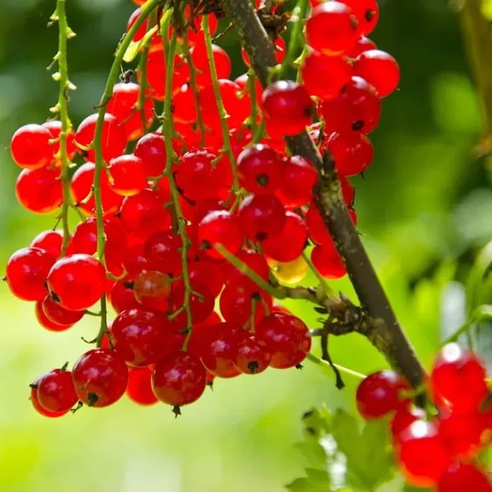 Ribes rubrum Jonkheer van Tets – Johannisbeere