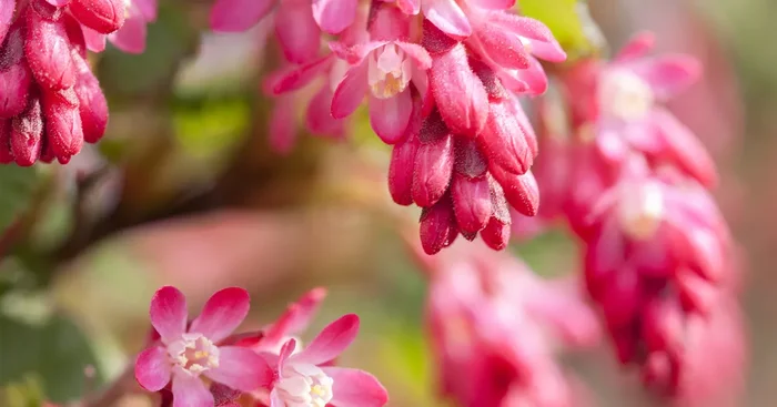 Ribes sanguineum${2}
