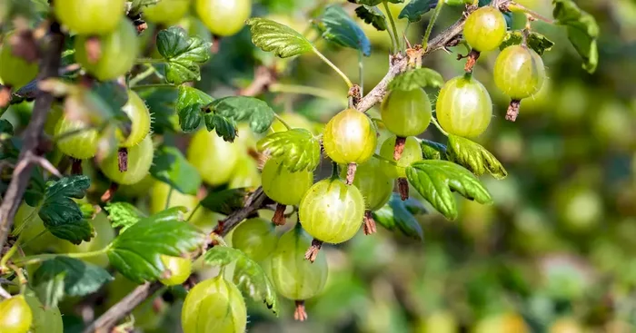 Ribes uva-crispa ‚Tatjana‘