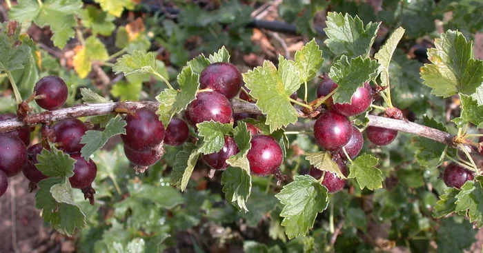 Ribes Jostabeere CAC