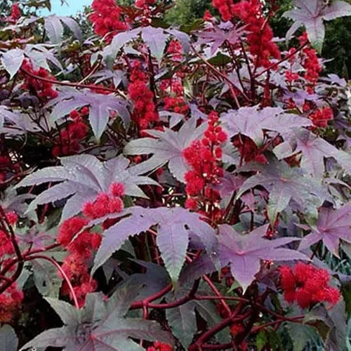 Ricinus Communis ‚Red Giant‘