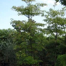 Riesen-Hartriegel (Cornus controversa)