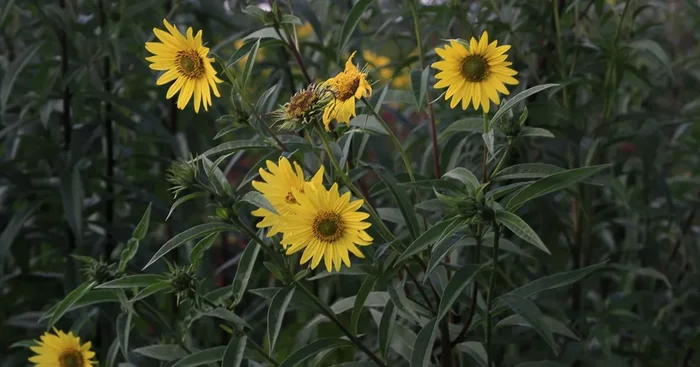 Riesen Sonnenblume ‚Simon Wiesenthal‘