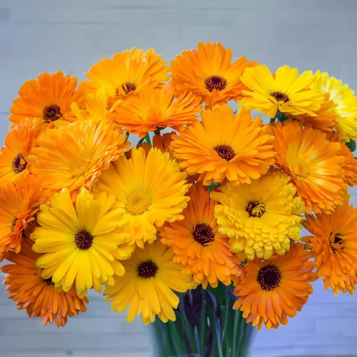 Ringelblume Bio-Blumen-Samen