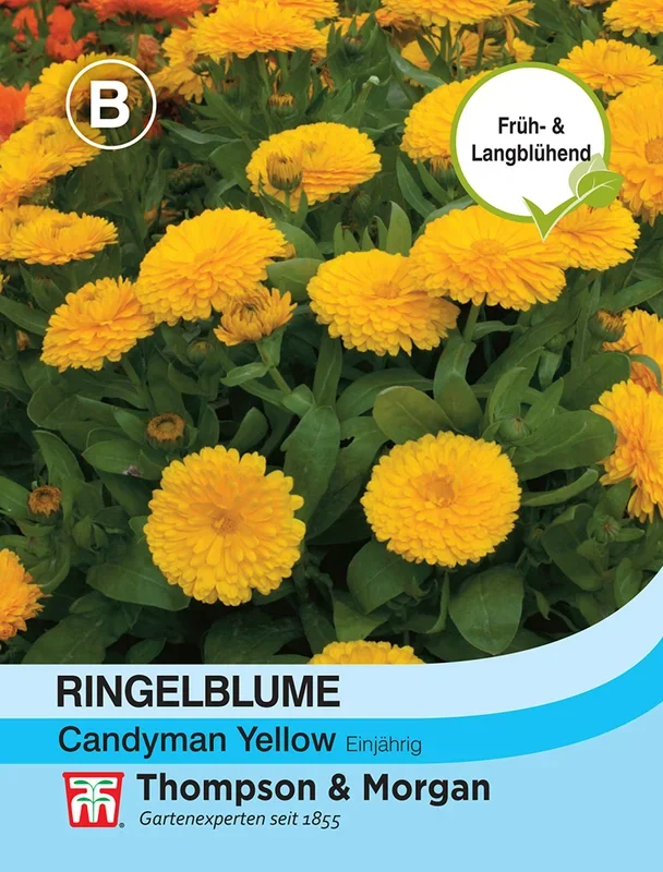 Ringelblume Candyman Yellow [MHD 12/2025]
