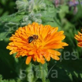 Ringelblume Orange – Einjährige Blume