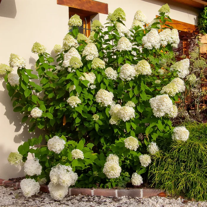 Rispen-Hortensie Limelight®