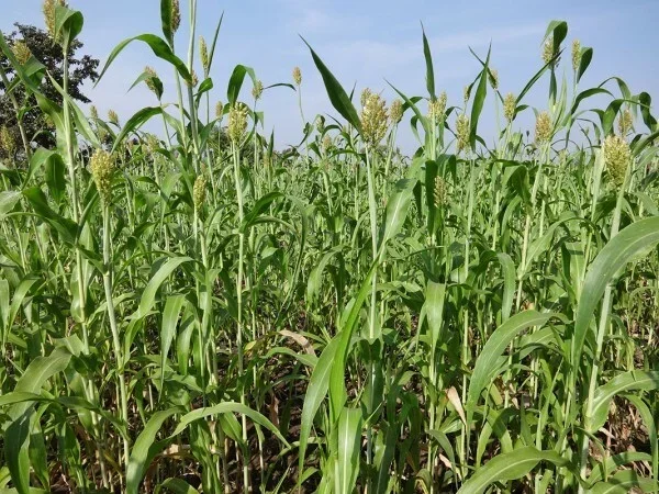 Rispenhirse/ Körnerhirse, Panicum miliaceum, Inhalt: 1kg, loses Saatgut