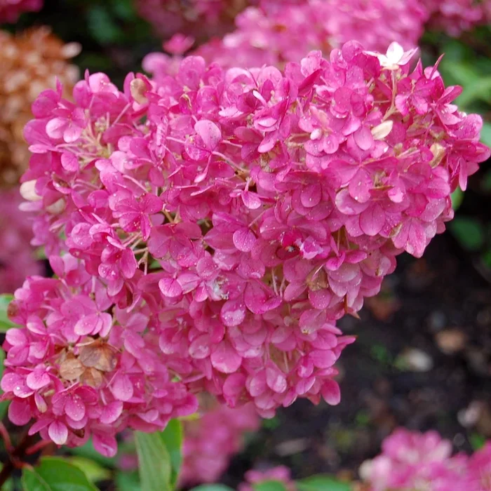 Rispenhortensie ‚Sundae Fraise‘