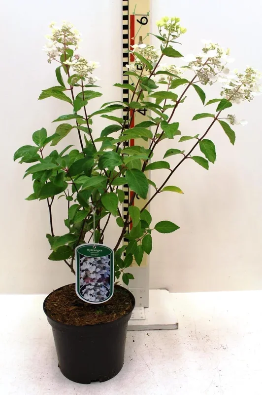 Rispenhortensie ‚Unique‘ 5 L Topf 40-80 cm Hydrangea paniculata ‚Unique‘