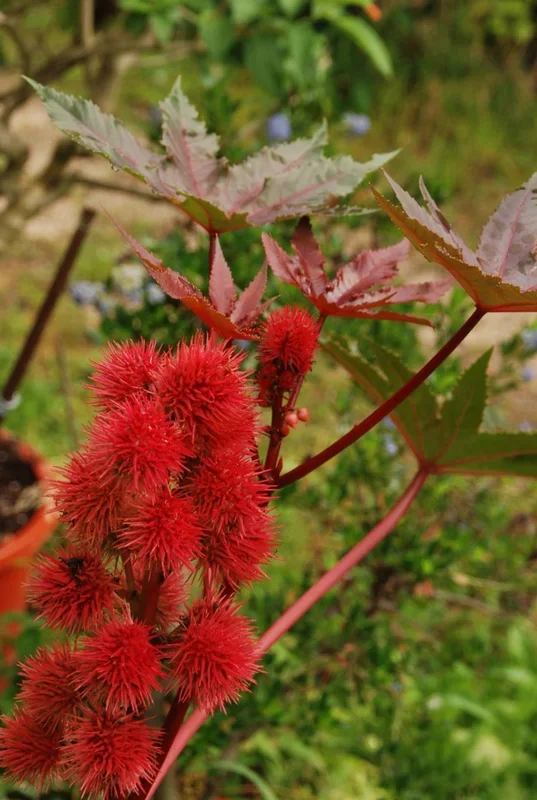 Rizinus – Ricinus communis