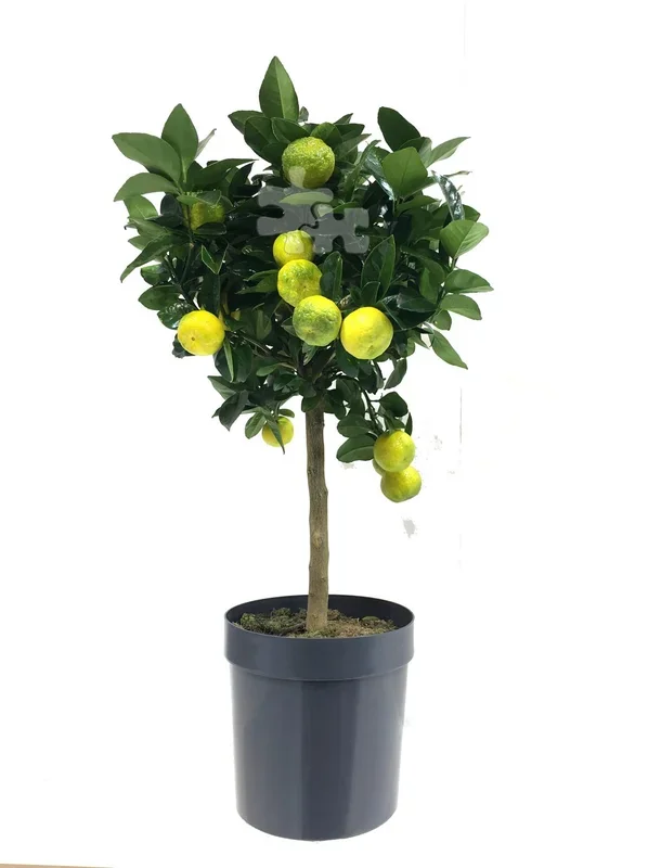 Römische Limette ‚Pursha‘ 80-100 cm Süße Limette – Citrus limetta ‚Pursha‘
