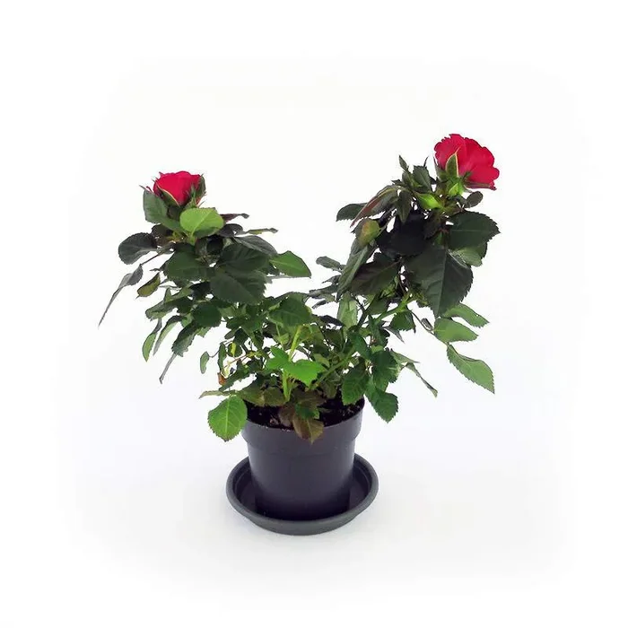 ROSA BEAU MONDE VASE 10CM
