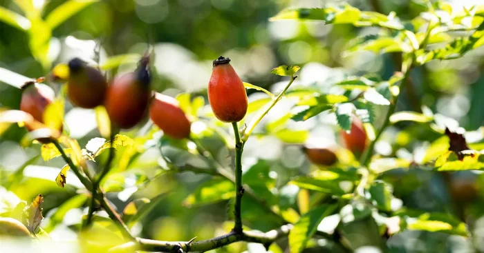 Rosa canina${2}