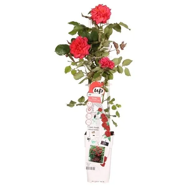 Rosa Crazy in Love Red