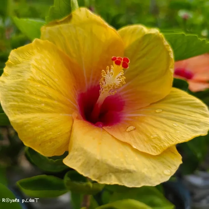 Rosa-sinensis Hibiscus Flower Plants – Yellow