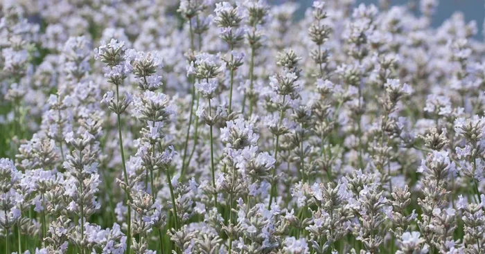 Rosablühender Lavendel ‚Loddon Pink‘