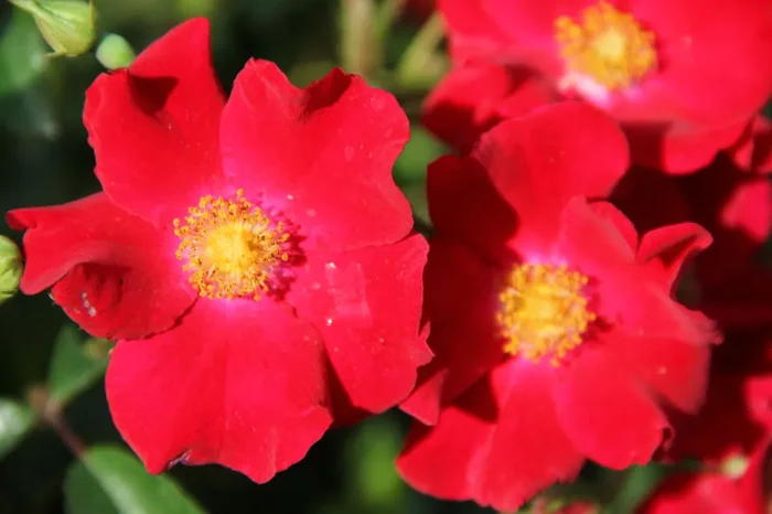 Rose ‚Alcantara‘ (Bodendeckerrose)