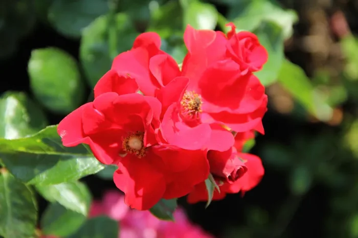 Rose ‚Alpenglühen‘ (Bodendeckerrosen)