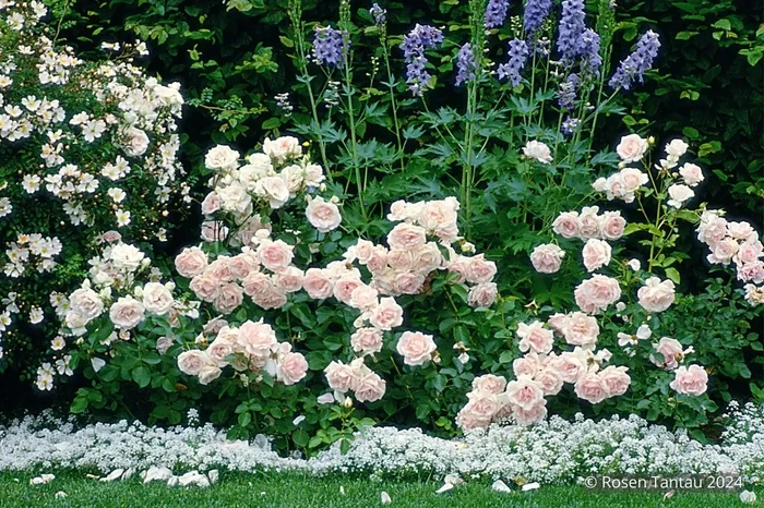 Rose ‚Ballade‘ ® (Beetrose)