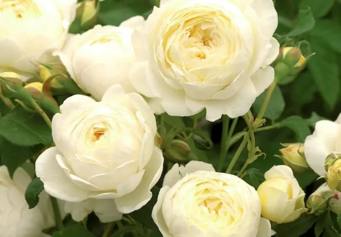 Rose ‚Claire Austin‘ (Englische Rose)