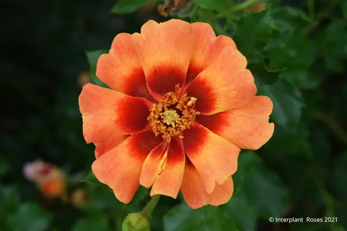 Rose ‚Flame Babylon Eyes‘ ® (Beetrose)