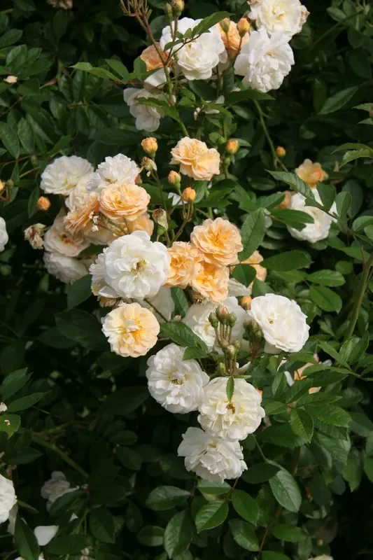Rose ‚Ghislaine de Feligonde‘ (Kletterrose)
