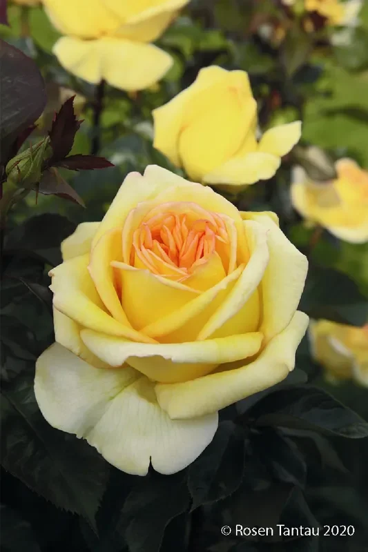Rose ‚Golden Tower‘ ® (Edelrosen)