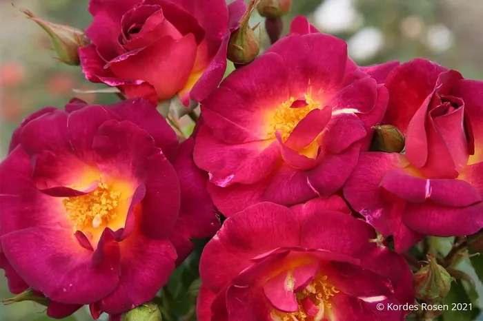 Rose ‚Ile de Fleurs‘ (Strauchrose)