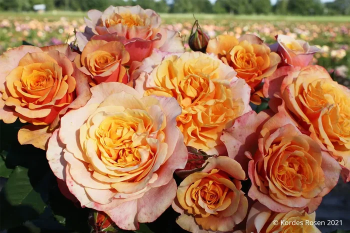 Rose ‚La Villa Cotta‘ (Strauchrose)