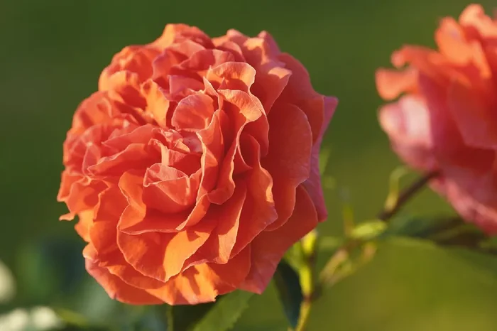 Rose ‚Naranga‘ ® (Kletterrose)
