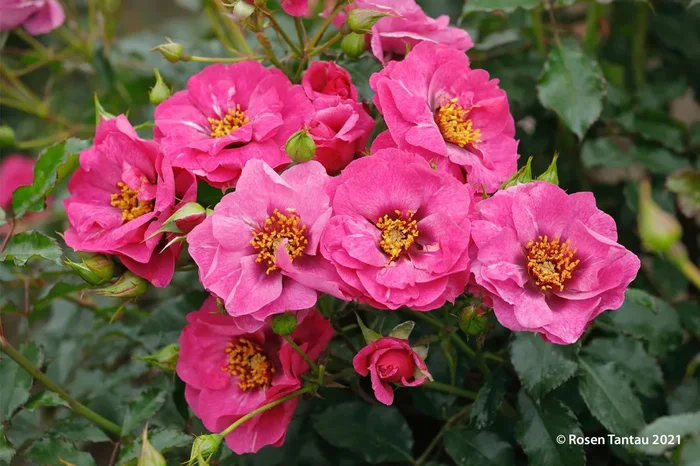 Rose ‚Orienta® Djamila‘ (Persische Rose)